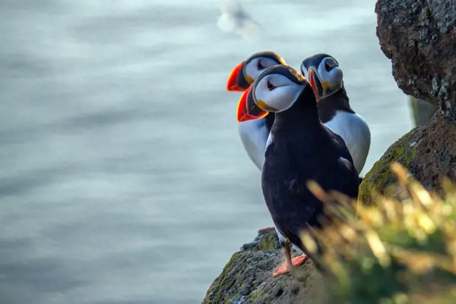 papegaaiduikers of puffins